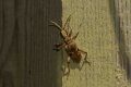 Beetles: Rhagium mordax